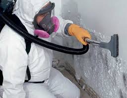 Best Black Mold Removal  in Albany, WI